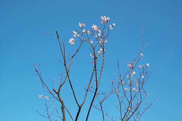 花期將過，還在努力的櫻花11.jpg