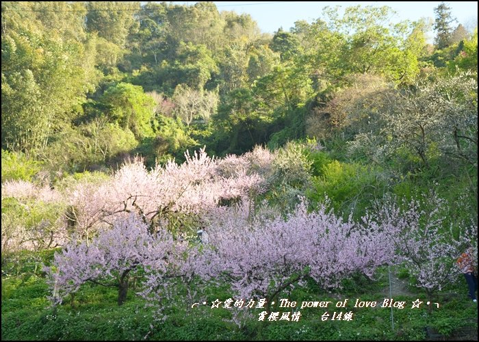 櫻花19.jpg