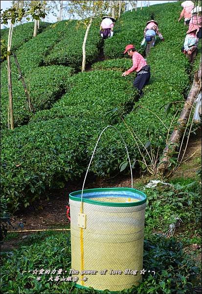 茶24
