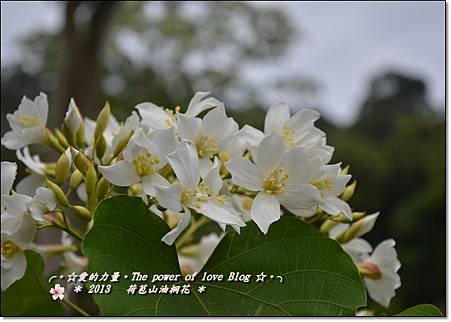 油桐2