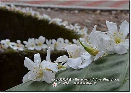 油桐7
