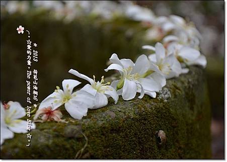 油桐10