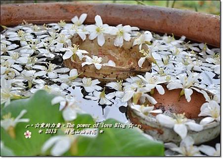 油桐13