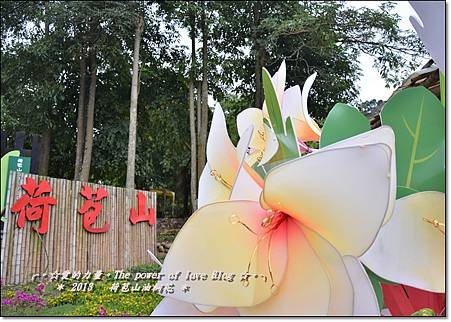 油桐21