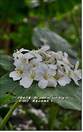 油桐23