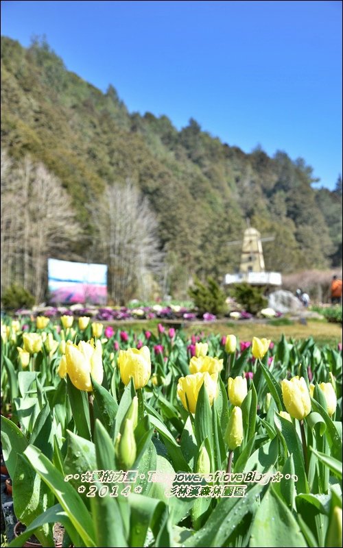 杉林23.jpg