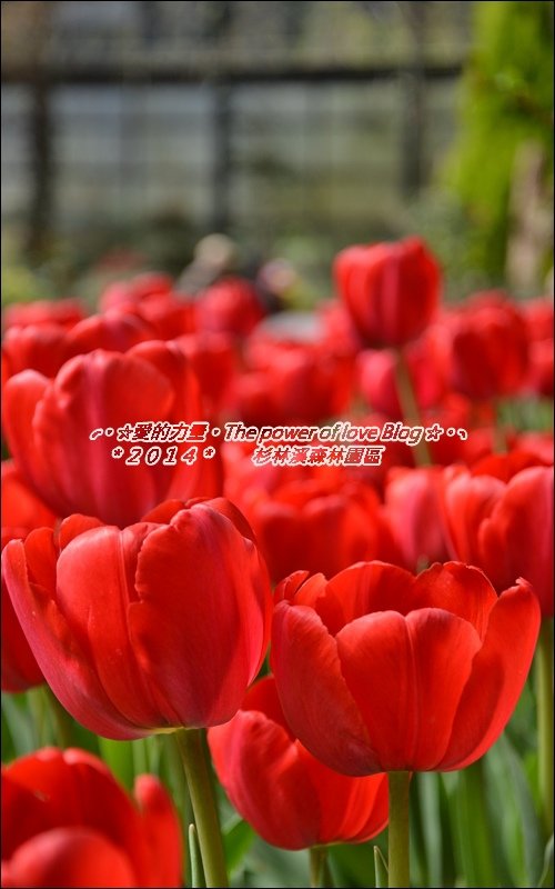 杉林26.jpg