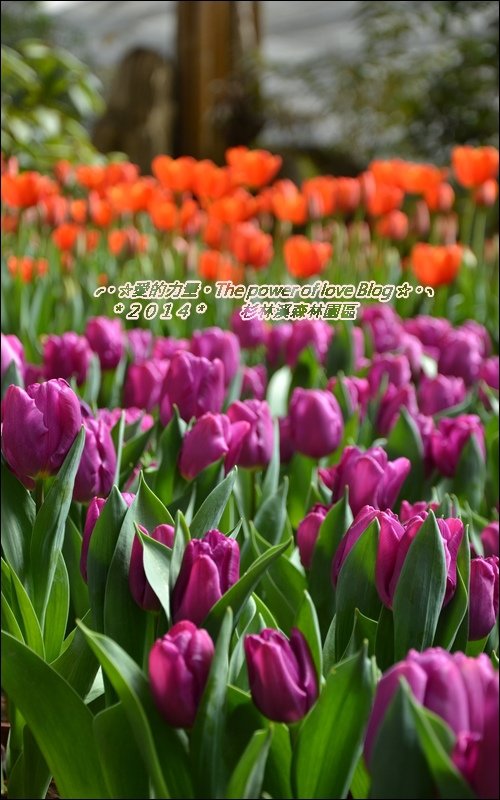 杉林29.jpg