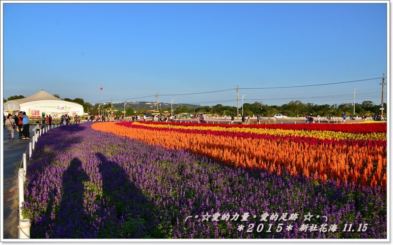 花海11.jpg