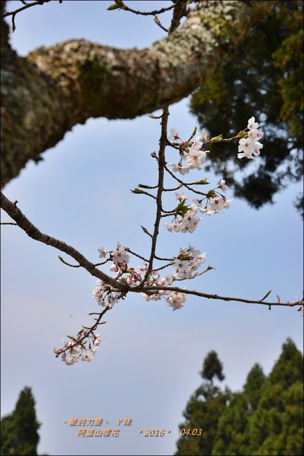 阿里山5.jpg