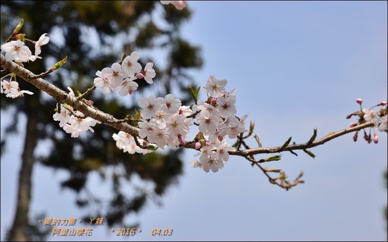 阿里山1.jpg