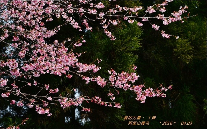 阿里山2.jpg