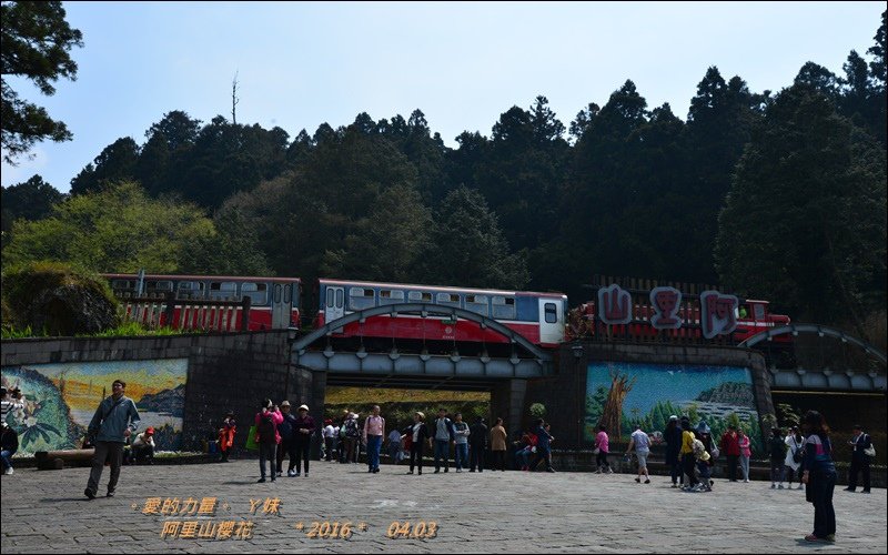 阿里山9.jpg
