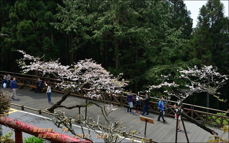 阿里山24.jpg