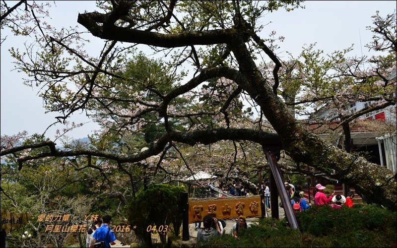 阿里山25.jpg