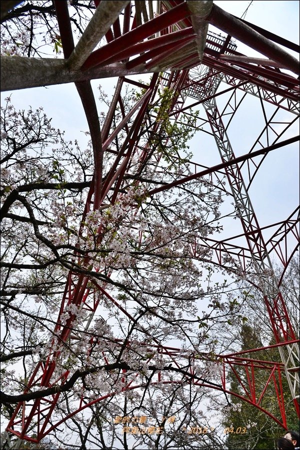 阿里山31.jpg