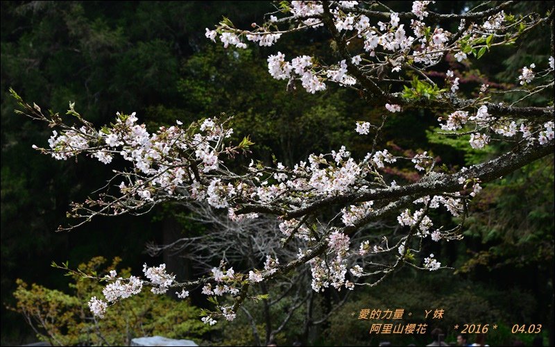 阿里山35.jpg