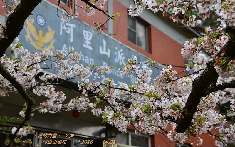 阿里山34.jpg