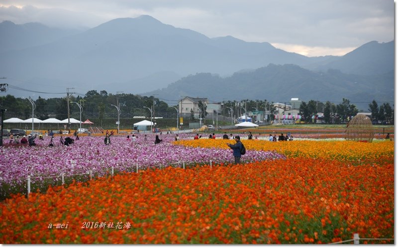 花海14.jpg