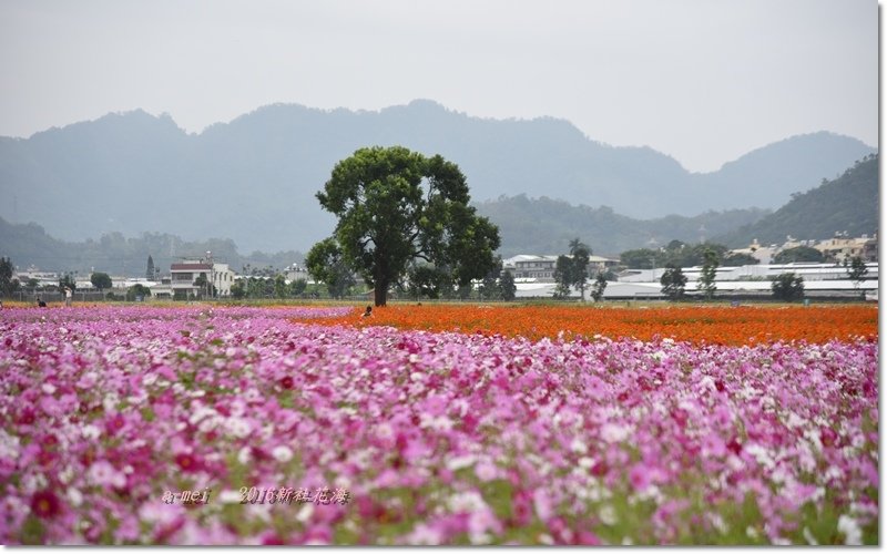 花海28.jpg