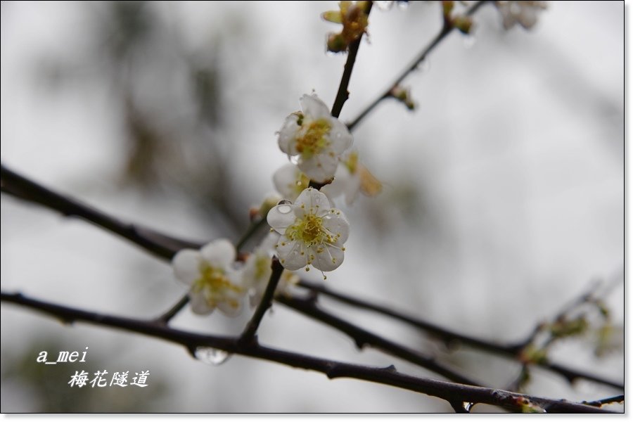 梅花14.jpg
