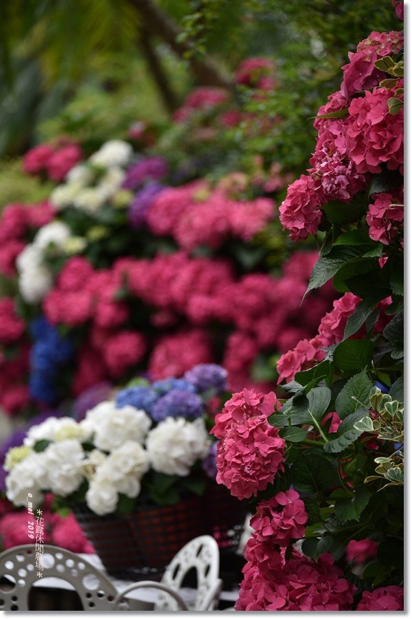 花露37.jpg