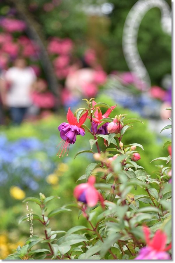 花露40.jpg