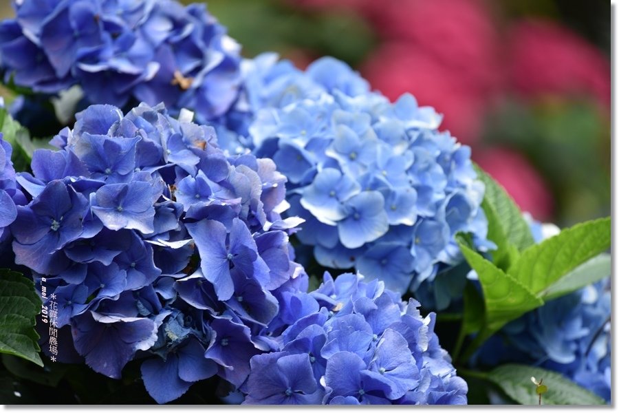 花露36.jpg