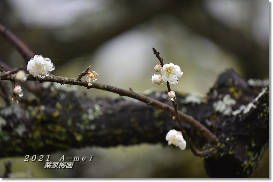 蔡家4.jpg