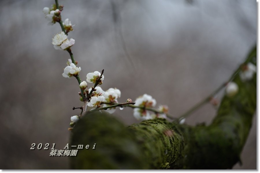 蔡家5.jpg