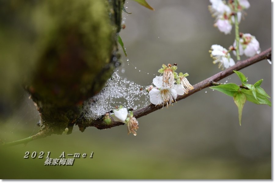 蔡家8.jpg