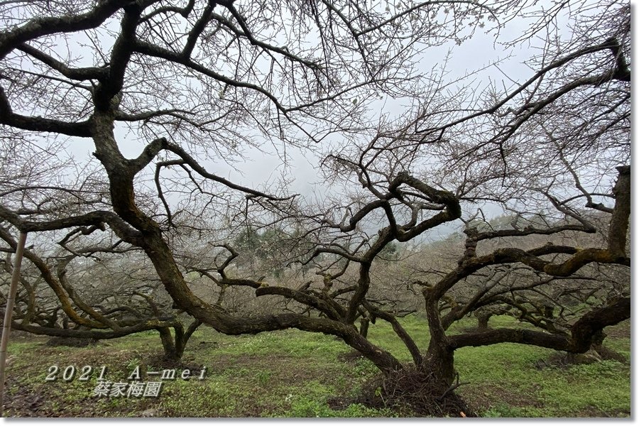 蔡家19.jpg