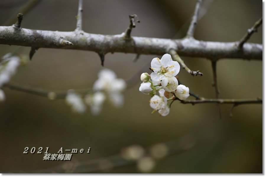 蔡家38.jpg