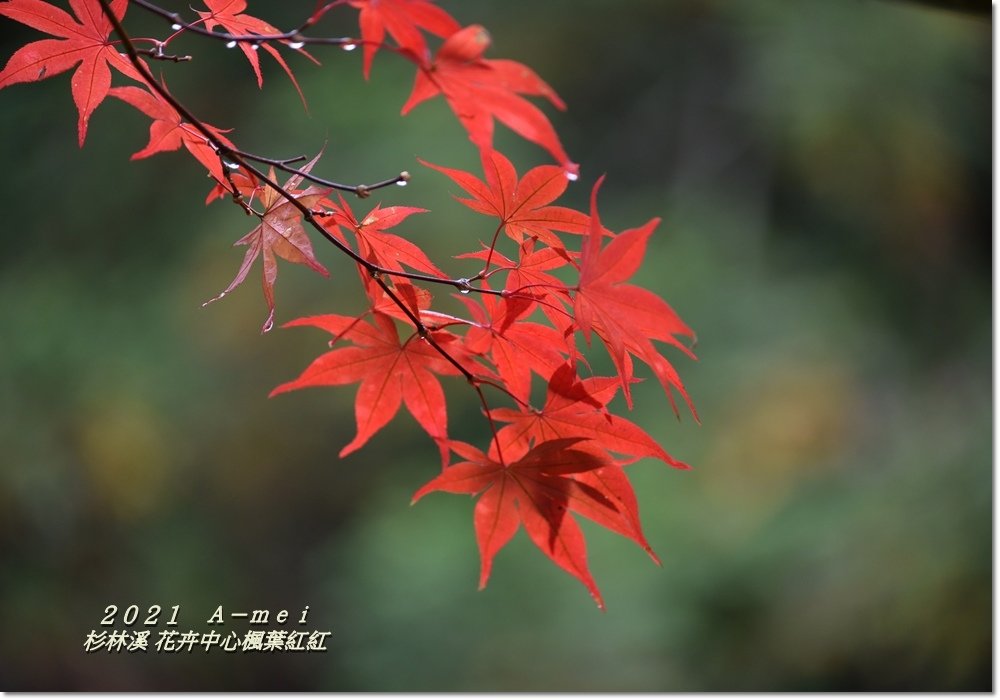楓10.jpg