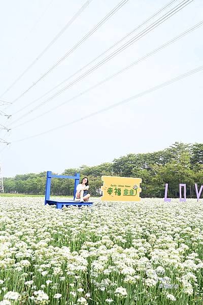 韭7.JPG
