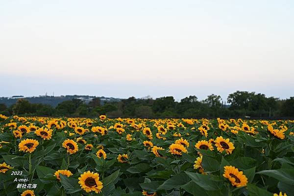 新5.JPG