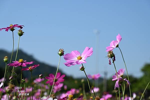 新53.JPG