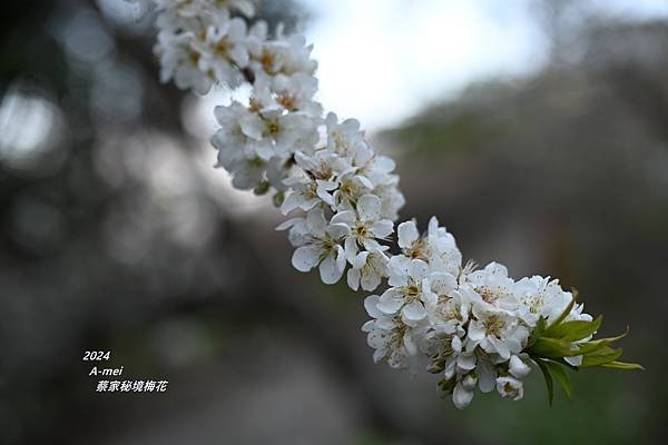 蔡13.JPG