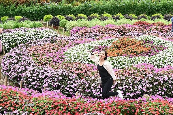 花31.JPG
