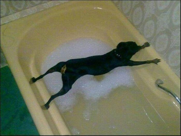 怕洗澡的狗.jpg
