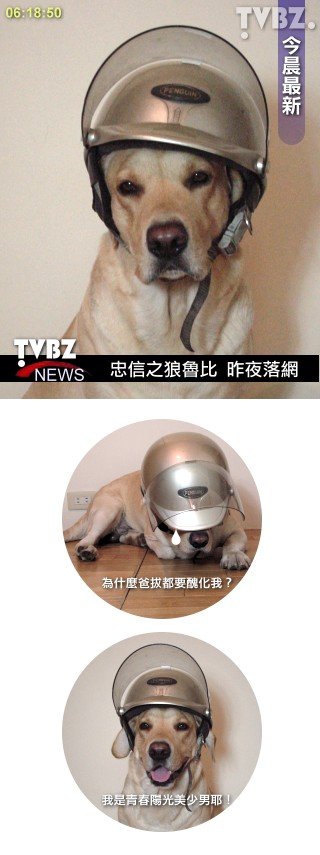 狗主人真是閒斃了！-6.jpg
