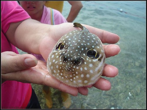 什麼魚.jpg