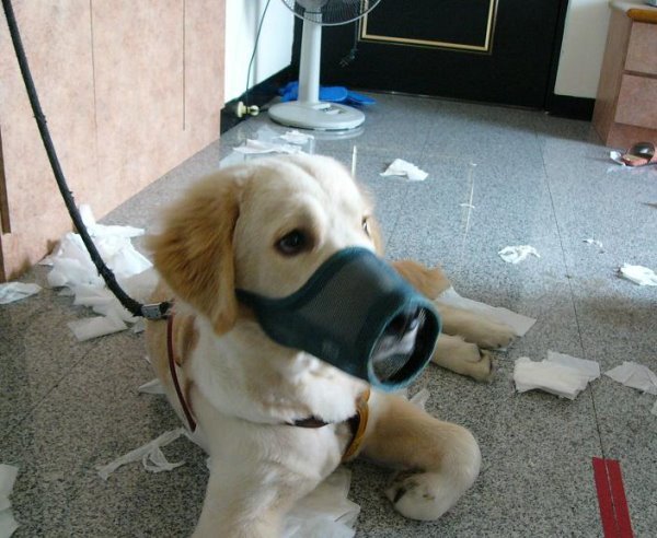 舒潔衛生紙黃金獵犬-4.jpg