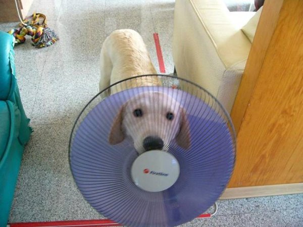 舒潔衛生紙黃金獵犬-12.jpg