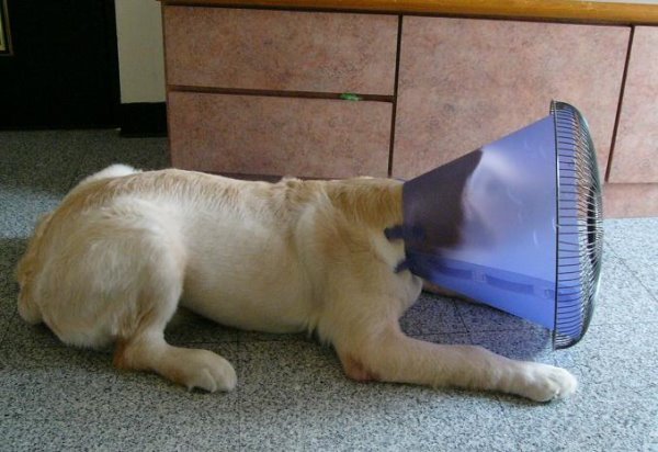 舒潔衛生紙黃金獵犬-13.jpg