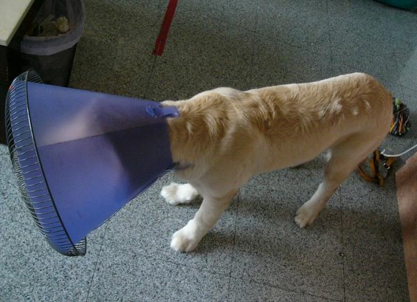舒潔衛生紙黃金獵犬-14.jpg