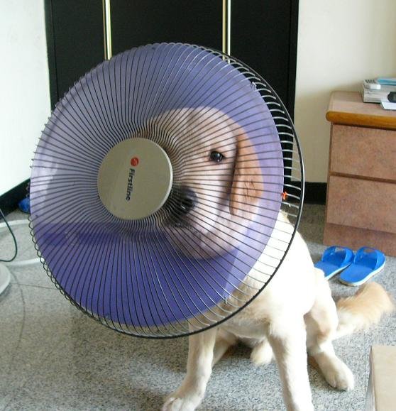 舒潔衛生紙黃金獵犬-15.jpg
