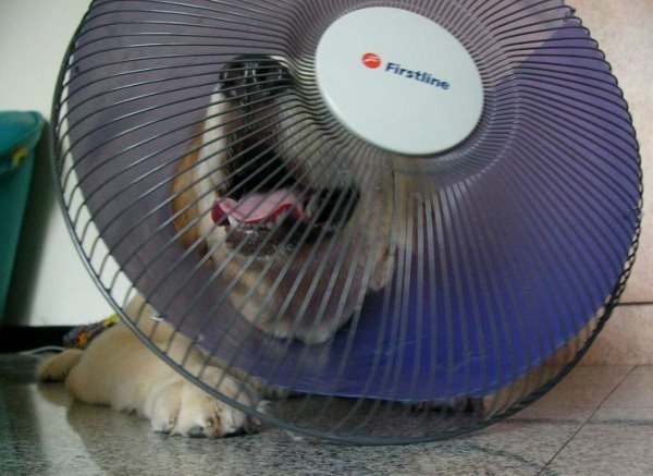 舒潔衛生紙黃金獵犬-16.jpg