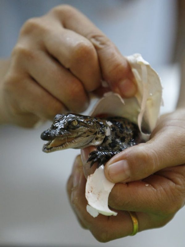 小鱷魚的孵化過程-4.jpg
