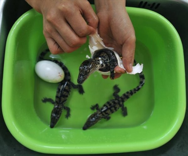 小鱷魚的孵化過程-5.jpg